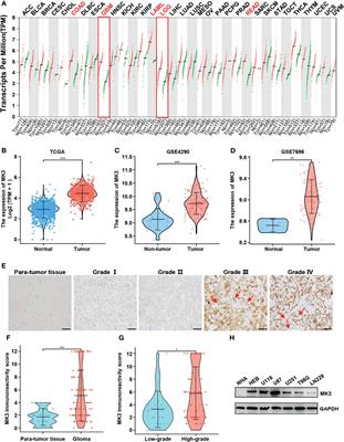 MAPK Activated Protein Kinase 3 Is a Prognostic-Related Biomarker and Associated With Immune Infiltrates in Glioma